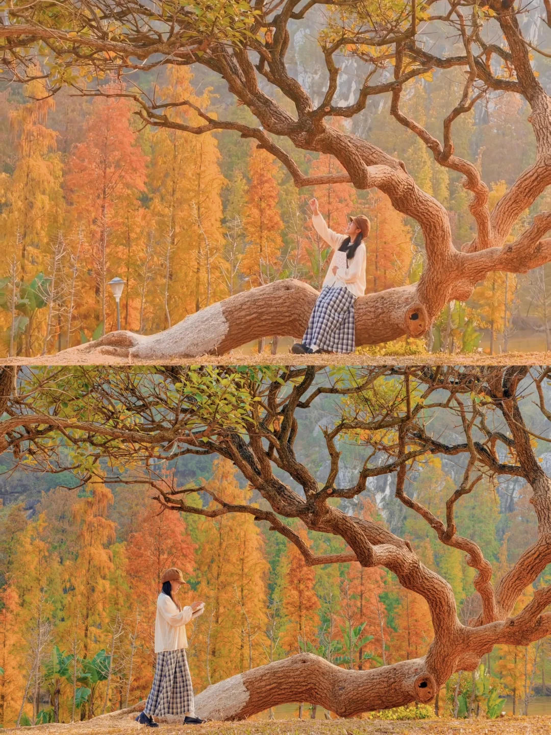 为了这棵树，特意来了一趟肇庆！！！