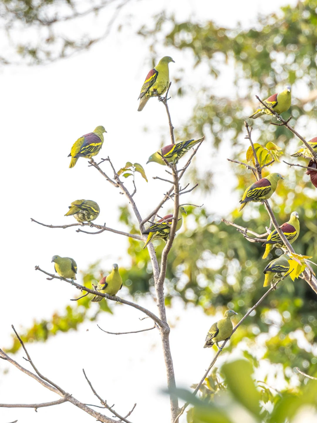 圣诞树？绿鸽鸽开派对啦！