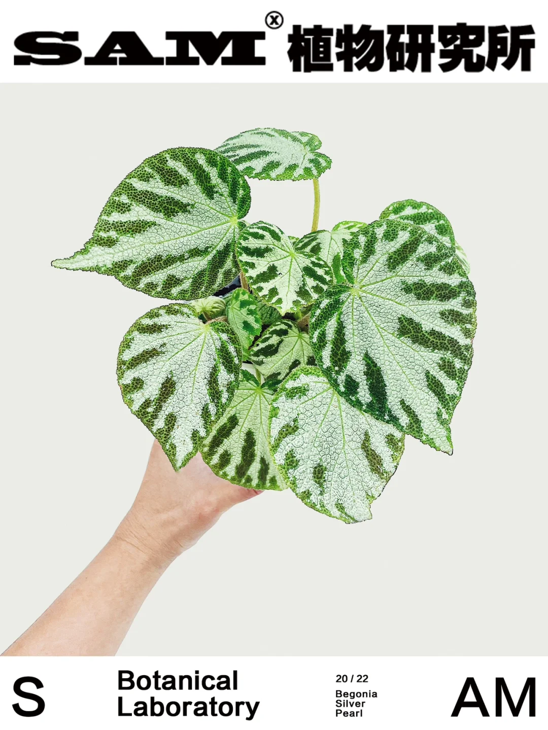 银珠秋海棠｜Begonia Silver Jewel