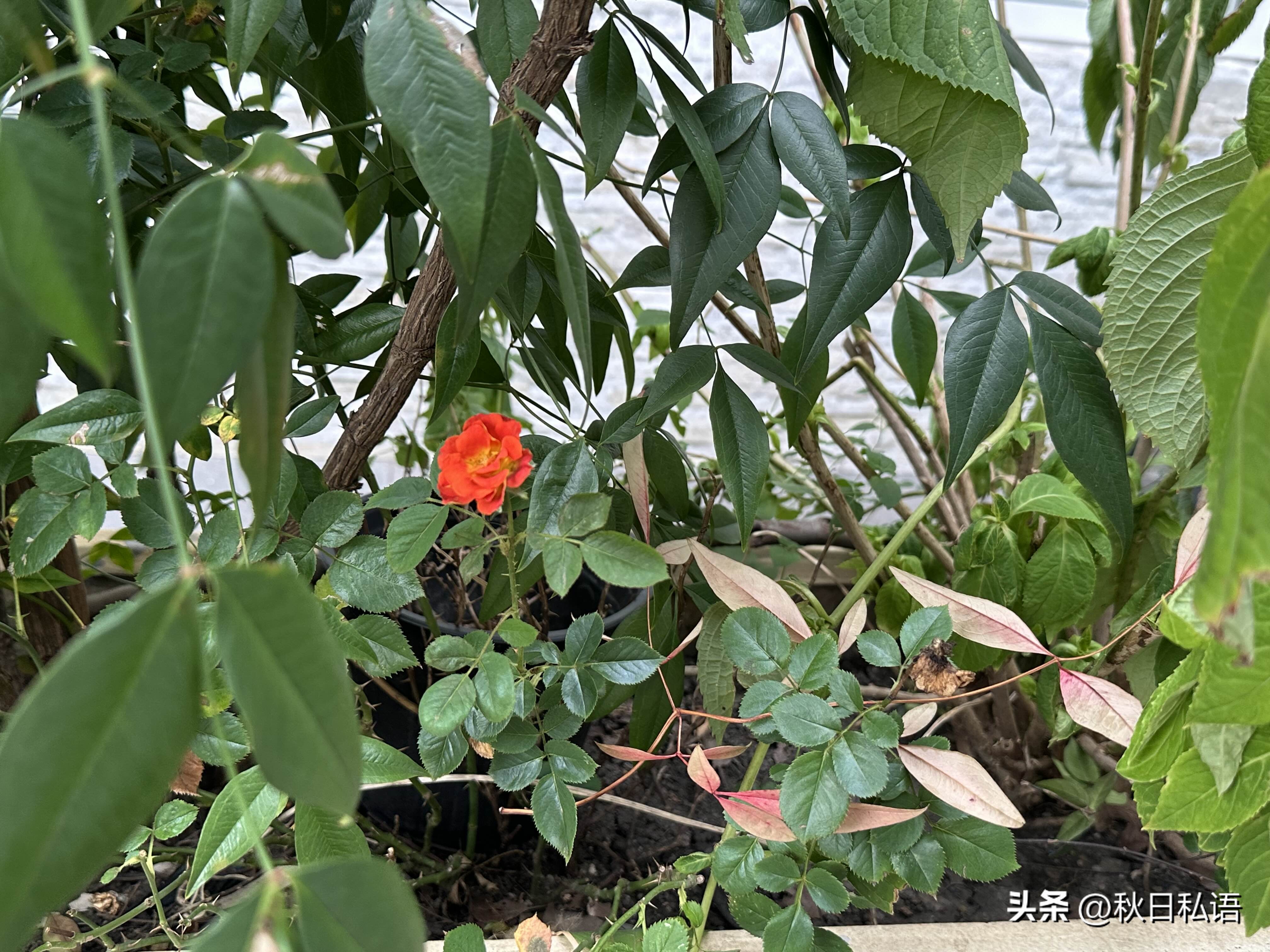最近在琢磨房子翻新的事。以前我只要提到房子去新，老公就装作没听到，他不理我，怕麻烦。

这次是女儿房间的天花板出现了霉斑，实在是不雅观。女儿一直是他爸爸的心肝宝贝，从小到大，对她宠爱有加。

我在小区附近看到了一家专门做翻新的店，进去咨询了一下，留下电话号码，很快就有人联系，约好时间上门来看看，正好