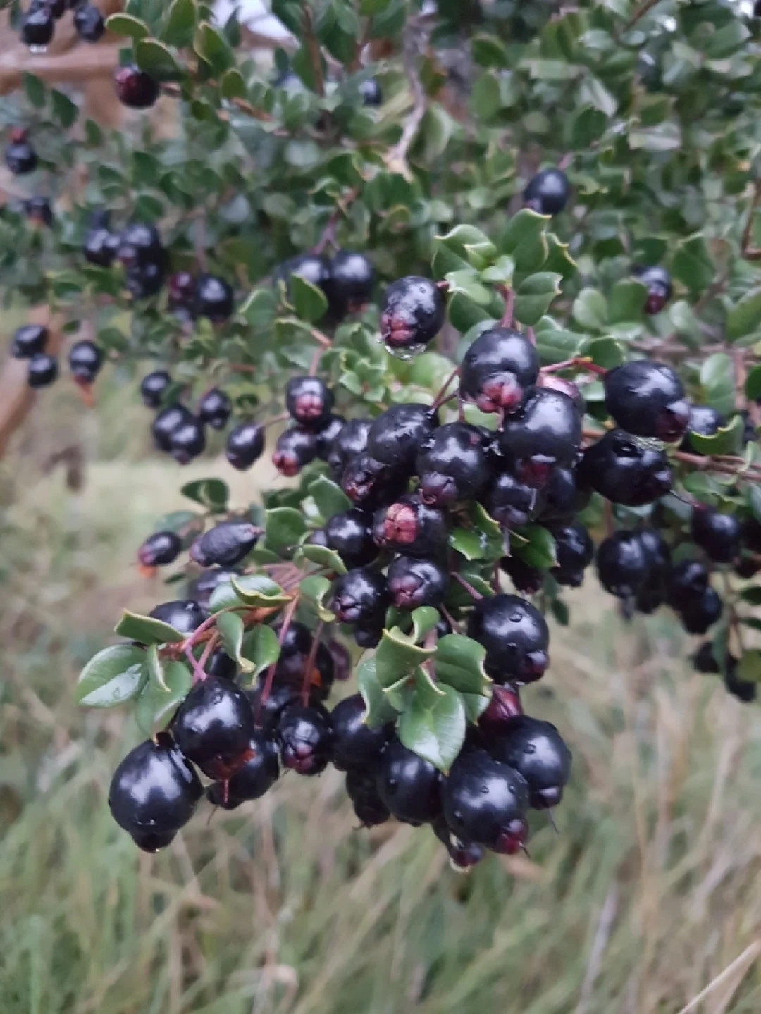 智利稀有浆果Luma apiculata