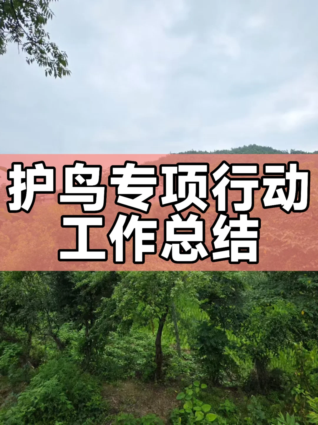 护鸟专项行动工作总结