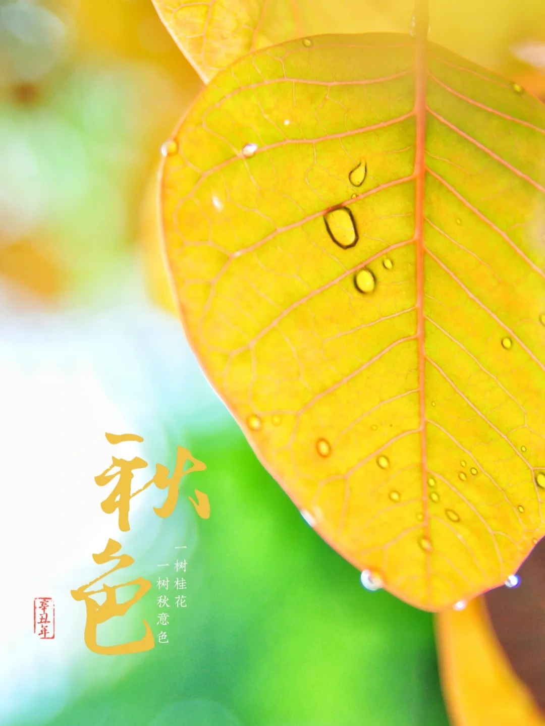 秋天壁纸 ｜赶上好时节，秋天秋意分外浓