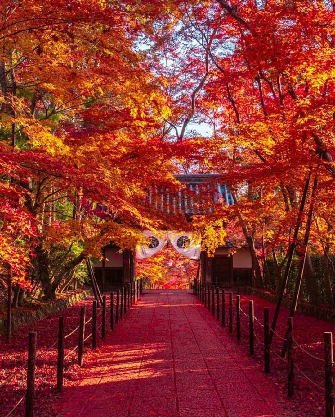 日本京都|《竹取物语》的起源佛教庇佑美景