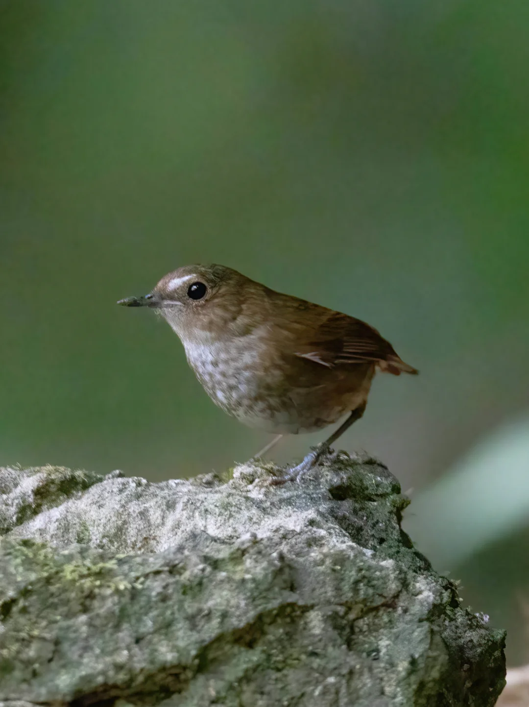 喀斯特地貌上的白喉短翅鸫