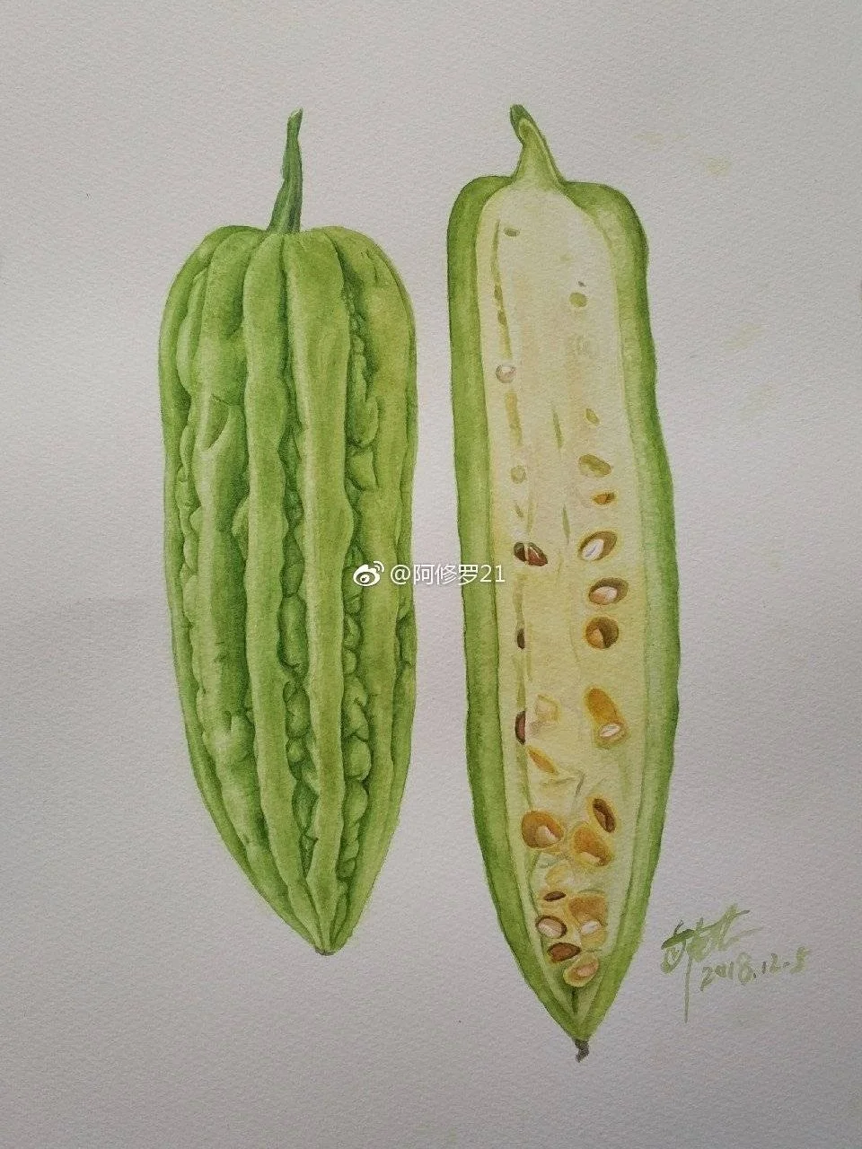 水彩苦瓜。有人说，别人都画好吃的。我觉得苦瓜味道还可以呀[偷笑R]