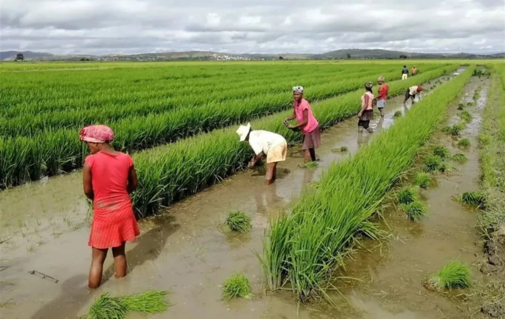 非洲官員: 中國雜交稻新品種產量令人驚嘆-圖6