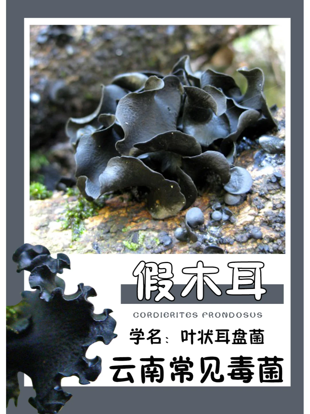 云南常见毒菌 |假木耳，造成光敏皮炎性中毒