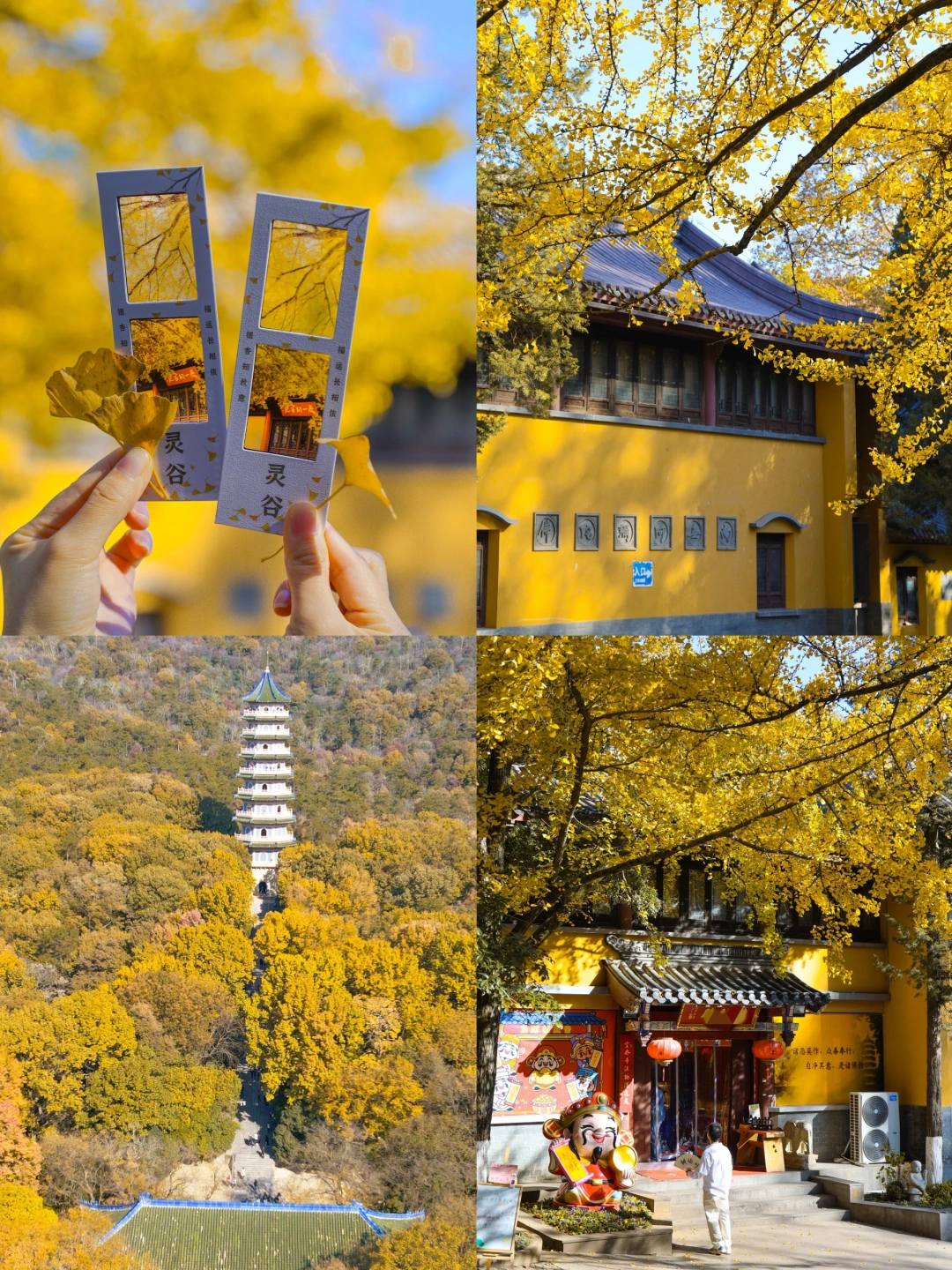 南京灵谷寺的银杏开好了❗附不花钱攻略