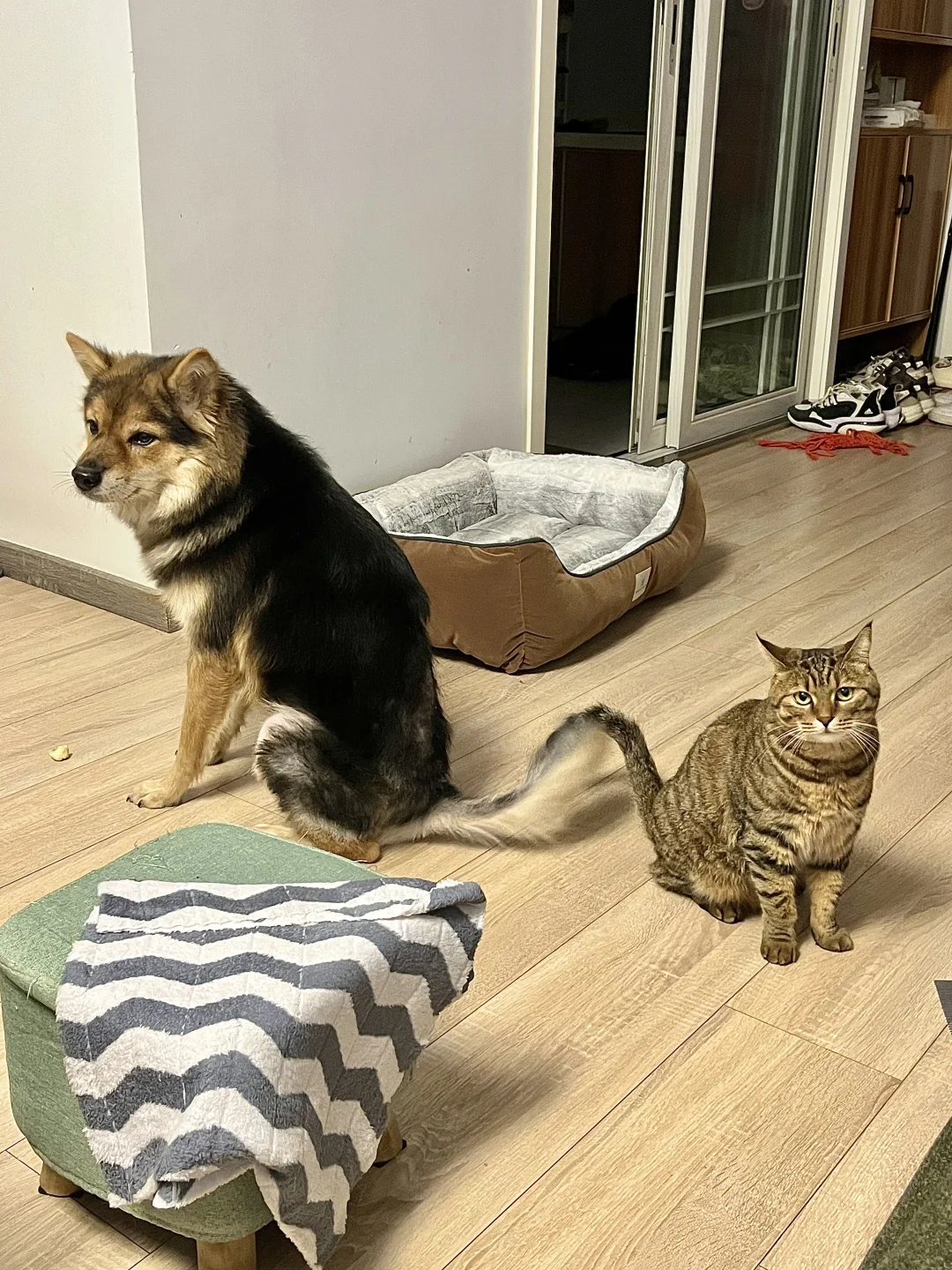 请找出图中的软柿子