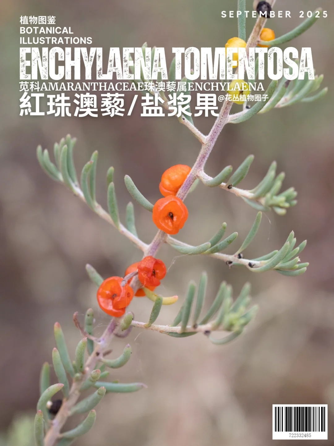 红宝石盐蓬Enchylaena tomentosa