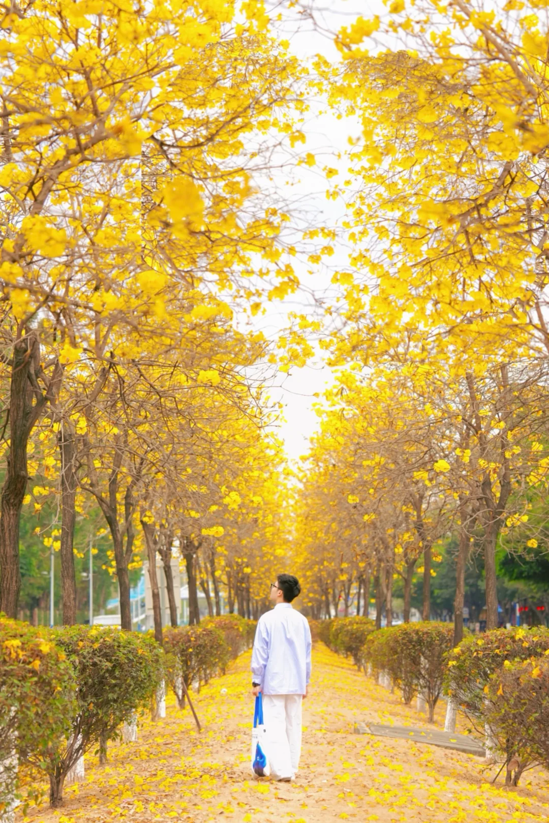 📷交换一张你拍的黄风铃吧