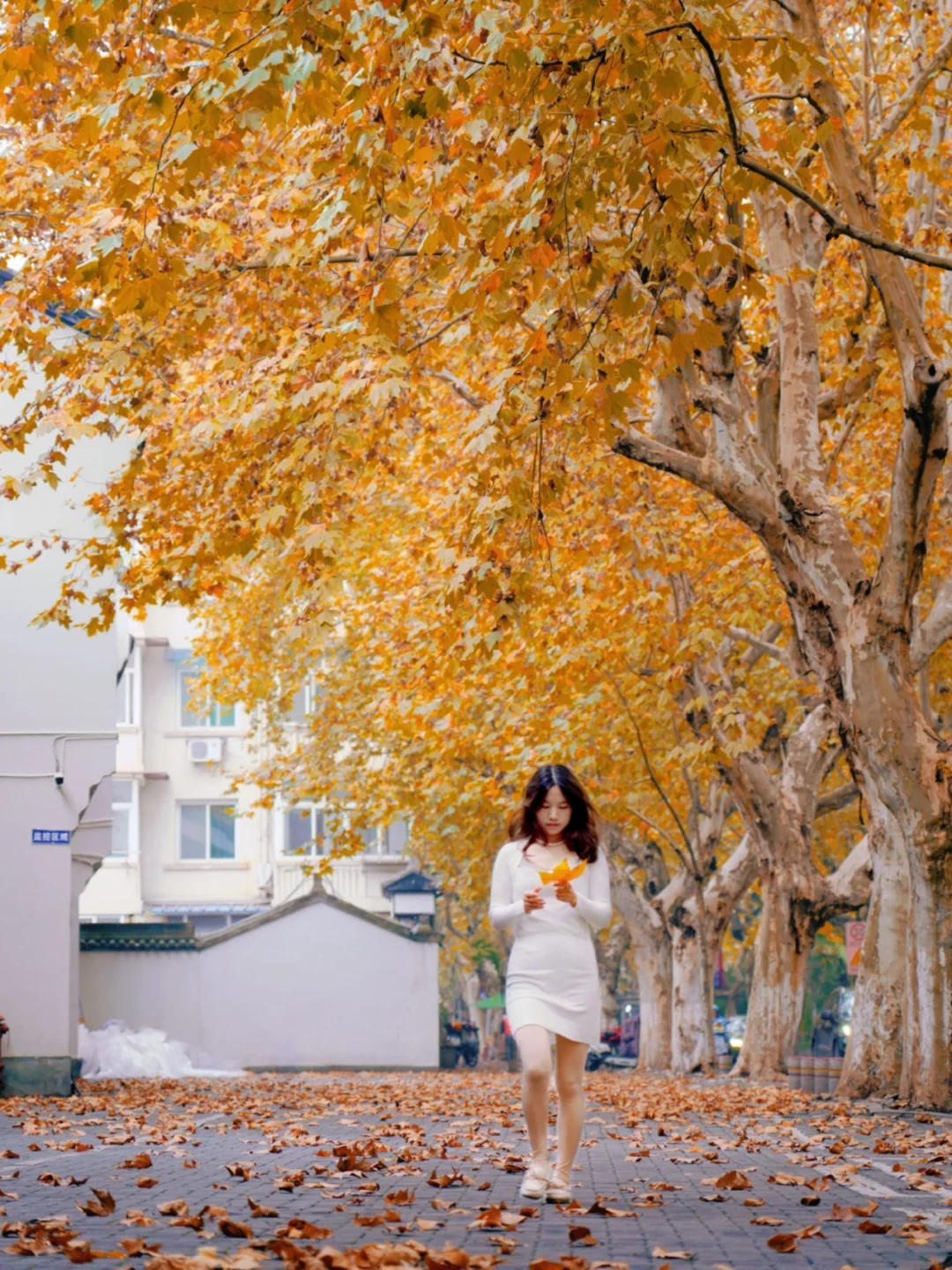 杭州惊现又一条绝美梧桐大道🍁，太浪漫了‼️