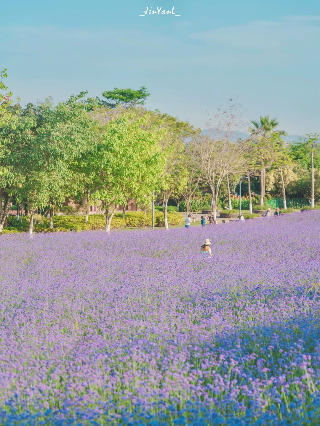 厦门超浪漫紫色花海💜朋友说比普罗旺斯更美