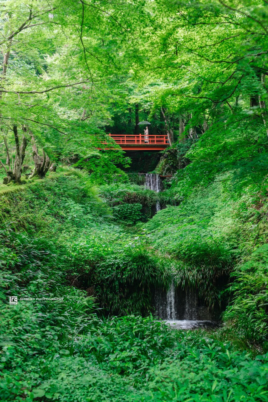 京都三千院封神机位📷打包一整个夏天的绿🌿