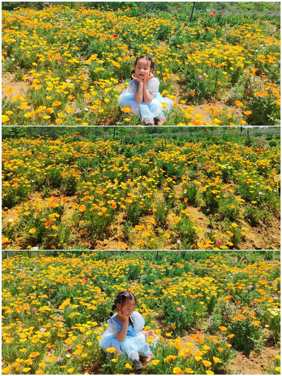 🔥五一南京周边｜预测下一个顶流赏花地