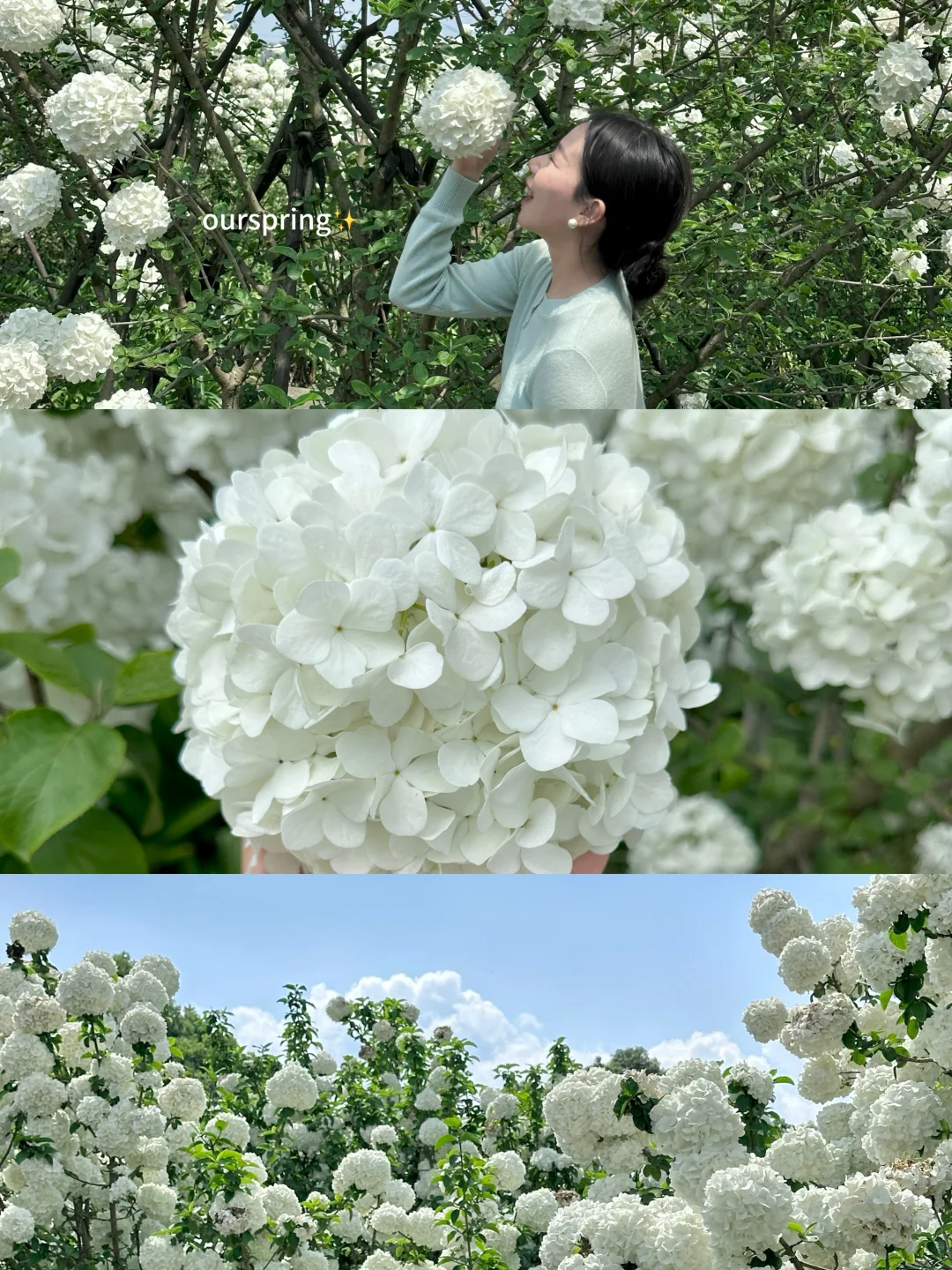 成都免费绣球花海，你们不去我真的会伤心❗️