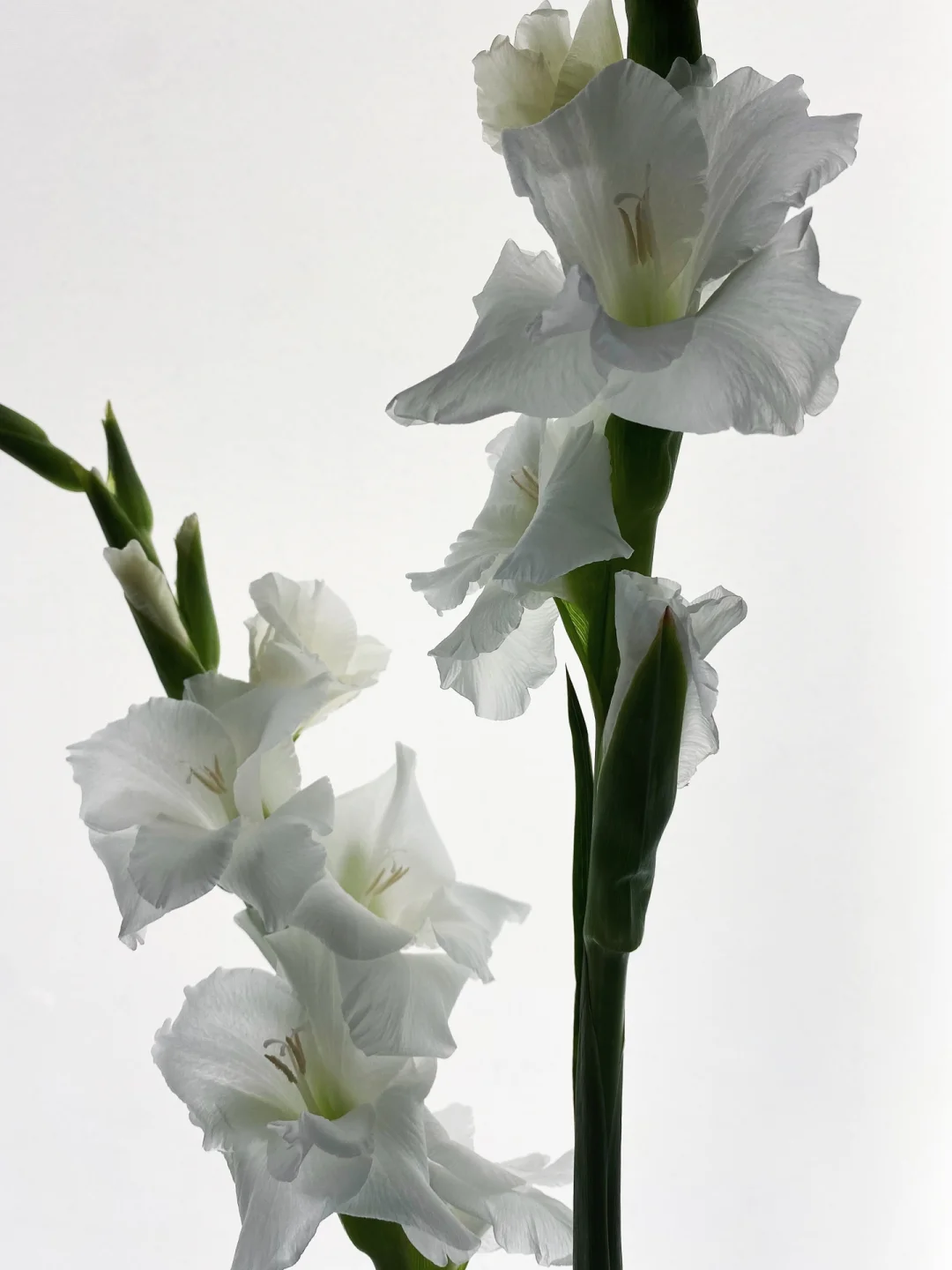 带你每天认识一种花材233｜纯白剑兰