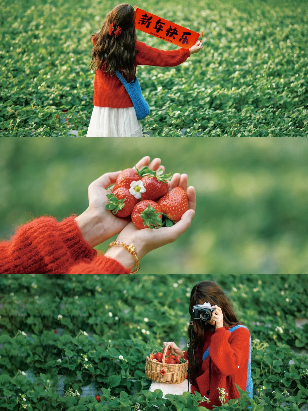 冬日摘草莓氛围感拍照|新的一年莓有烦恼