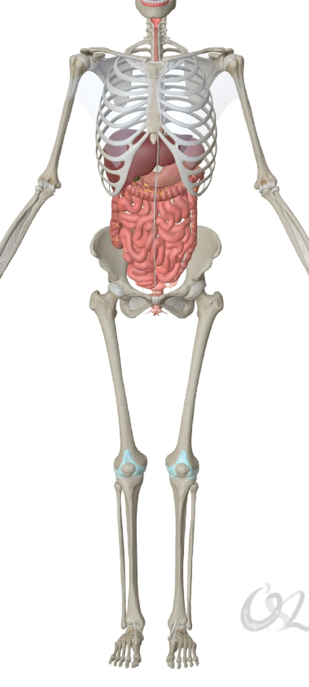 肠道内的神经系统由分布在食管、胃、小肠、结肠组织上的神经元、神经传感器和蛋白质组