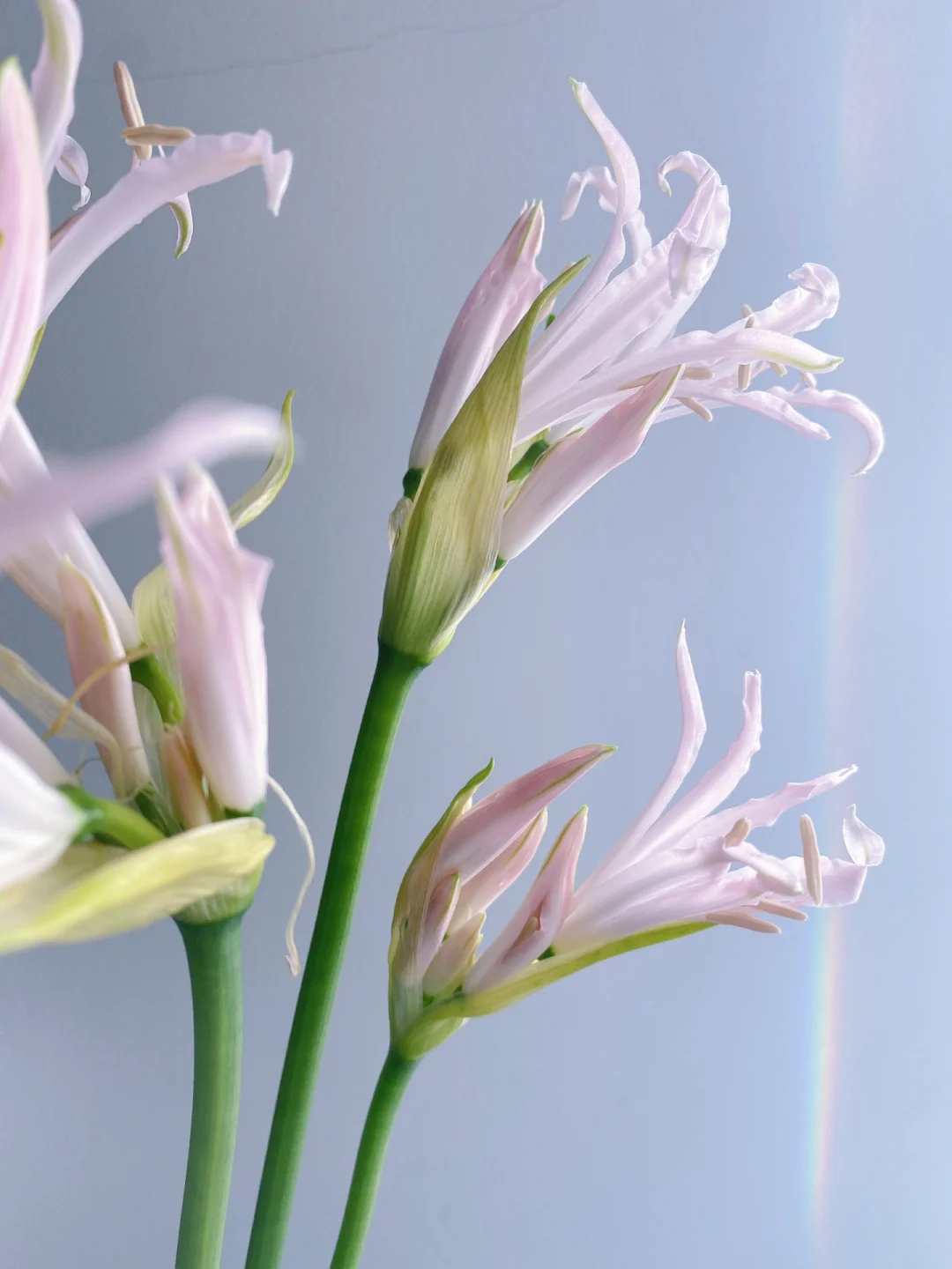 带你每天认识一种鲜花220｜粉色石蒜