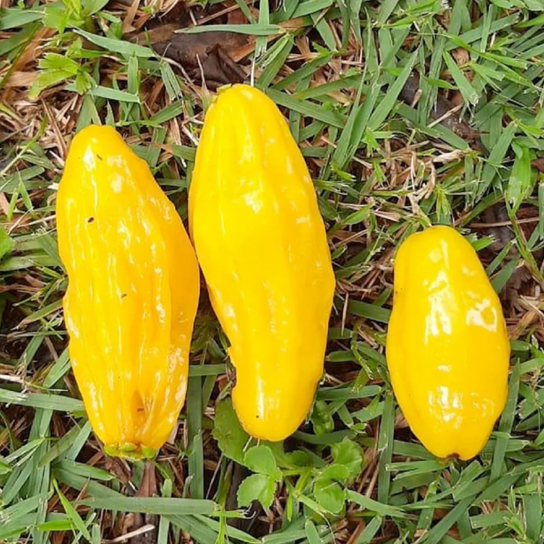 罕见的桃金娘浆果Eugenia Anthropophaga