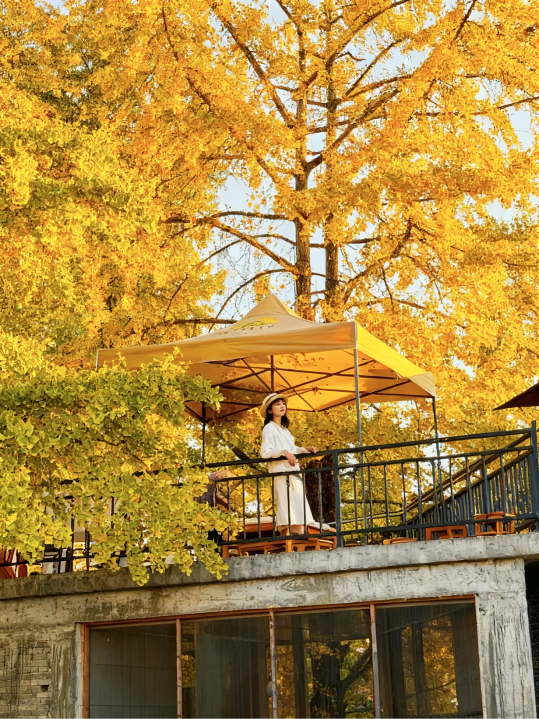 报！！银杏浓度已达100%🍂｜腾冲银杏