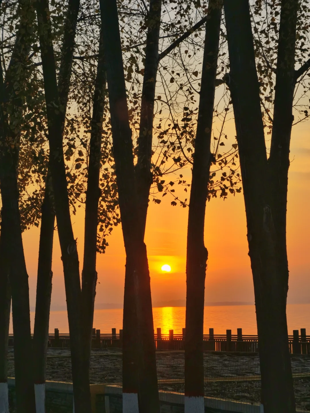 三门峡不止有天鹅，还有黄河边的落日