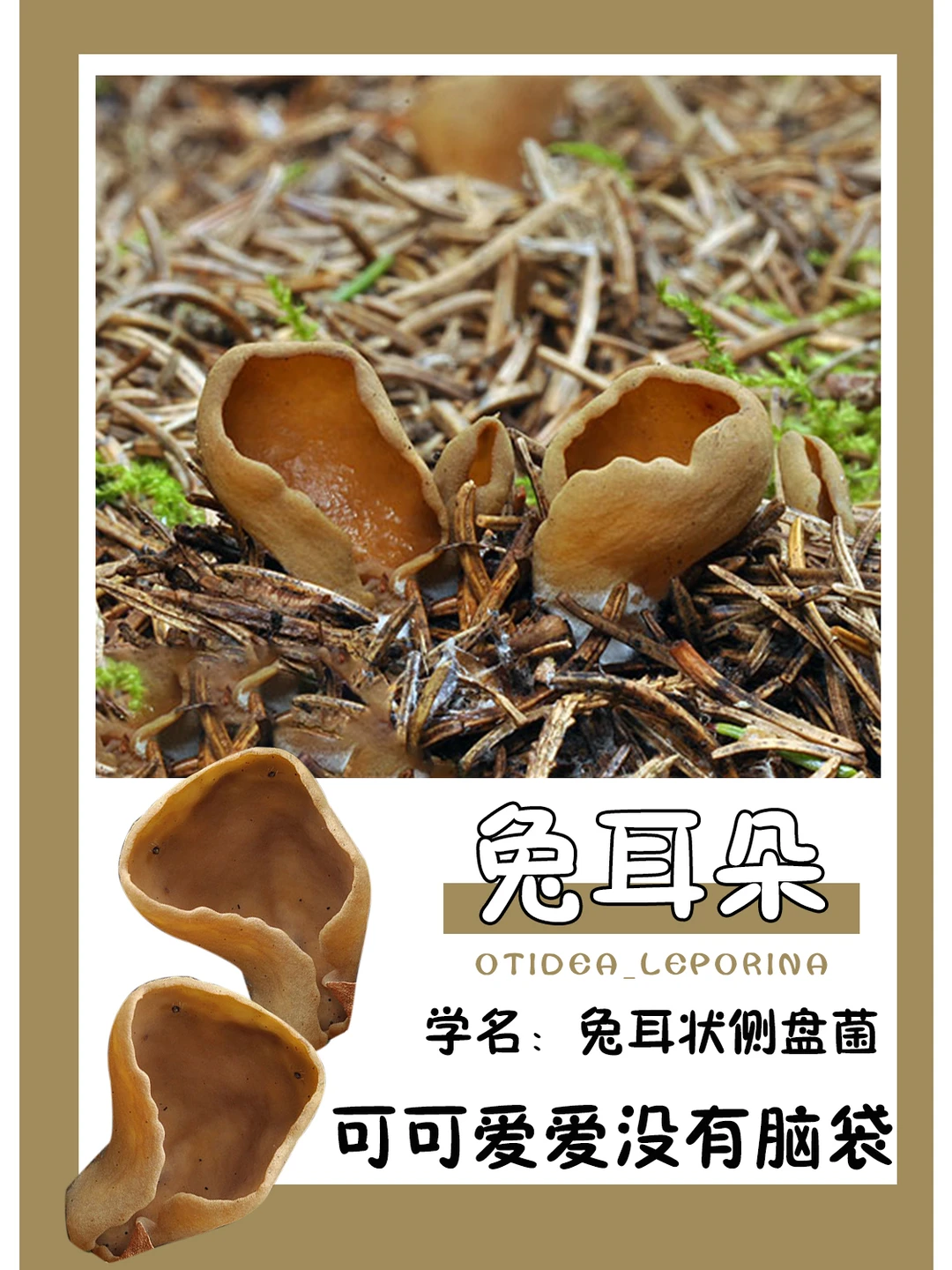 兔里兔气，可爱附体