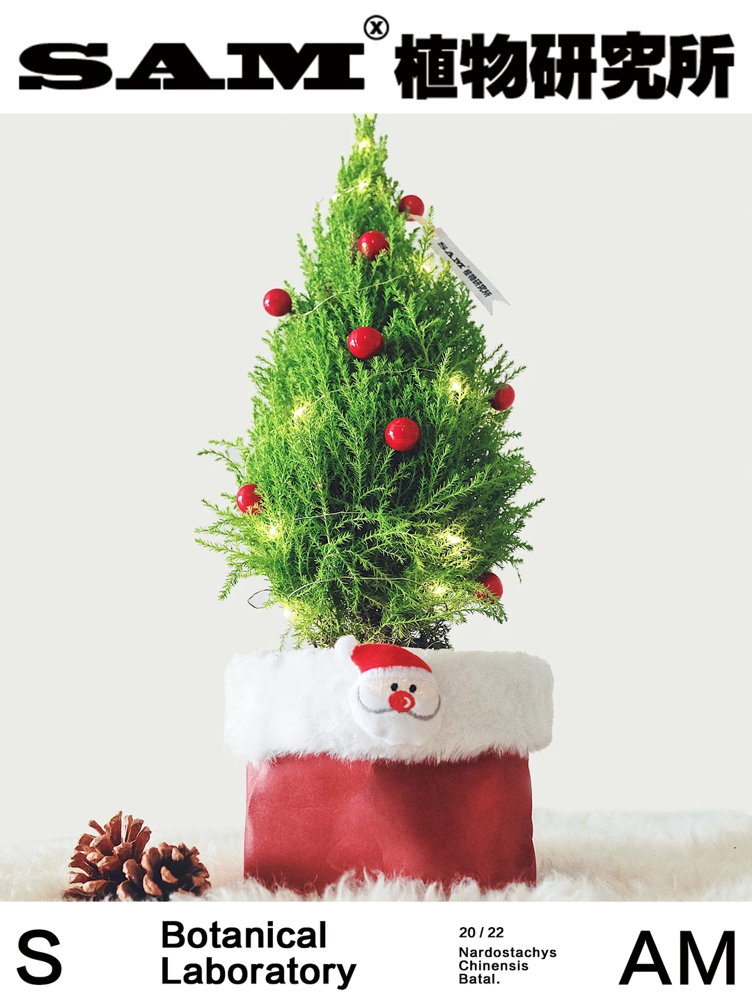 圣诞香松丨Cupressus Macrocarpa