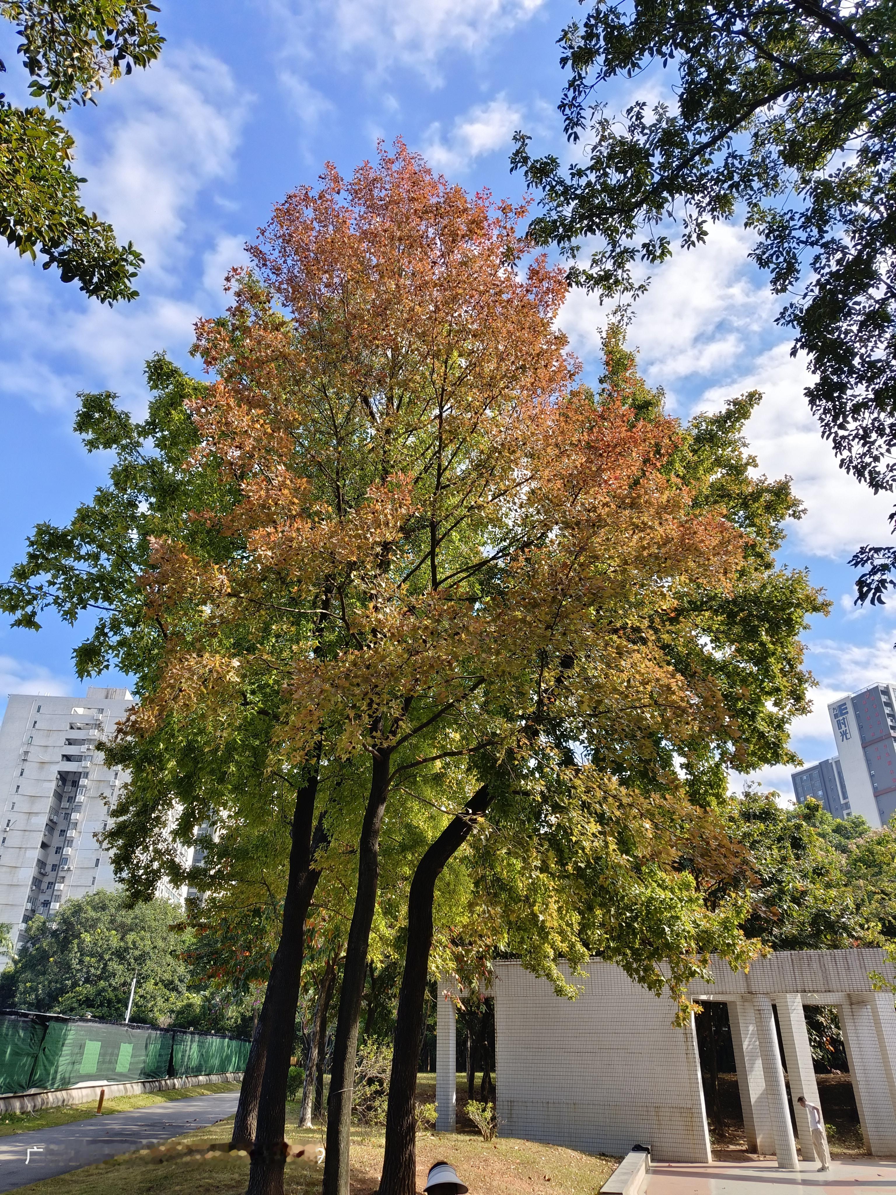 <p>分享一下你随手拍下的照片广州市天河公园 <!--{img:0}-...