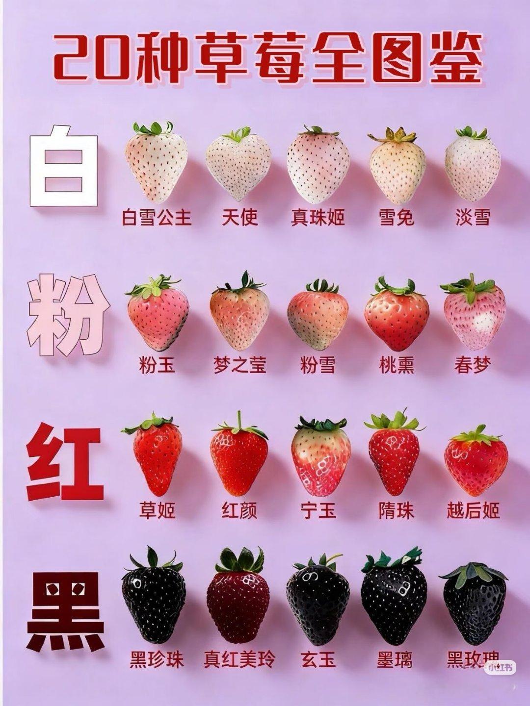 #橹穆[超话]# 🩵🩷#橹穆 真爱永不落幕# 

存一些只有我自己吃别人都当笑话看的🐢🍬01
我这双眼睛究竟能看多远[右哼哼]

已知最近一次过年lu家年夜饭非常突兀地出现了麻辣兔头，推出lu很可能参与点菜。

再看年夜饭的水果组合（白草莓+蓝莓+苹果），后两样在前两年的年夜饭也出现过，白草莓是第 ​