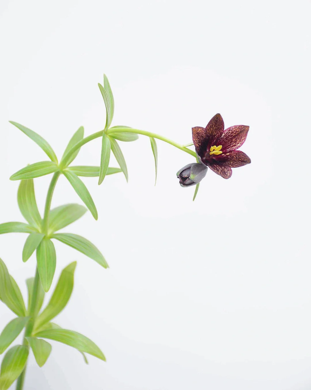 带你每天认识一种花材92｜花格贝母