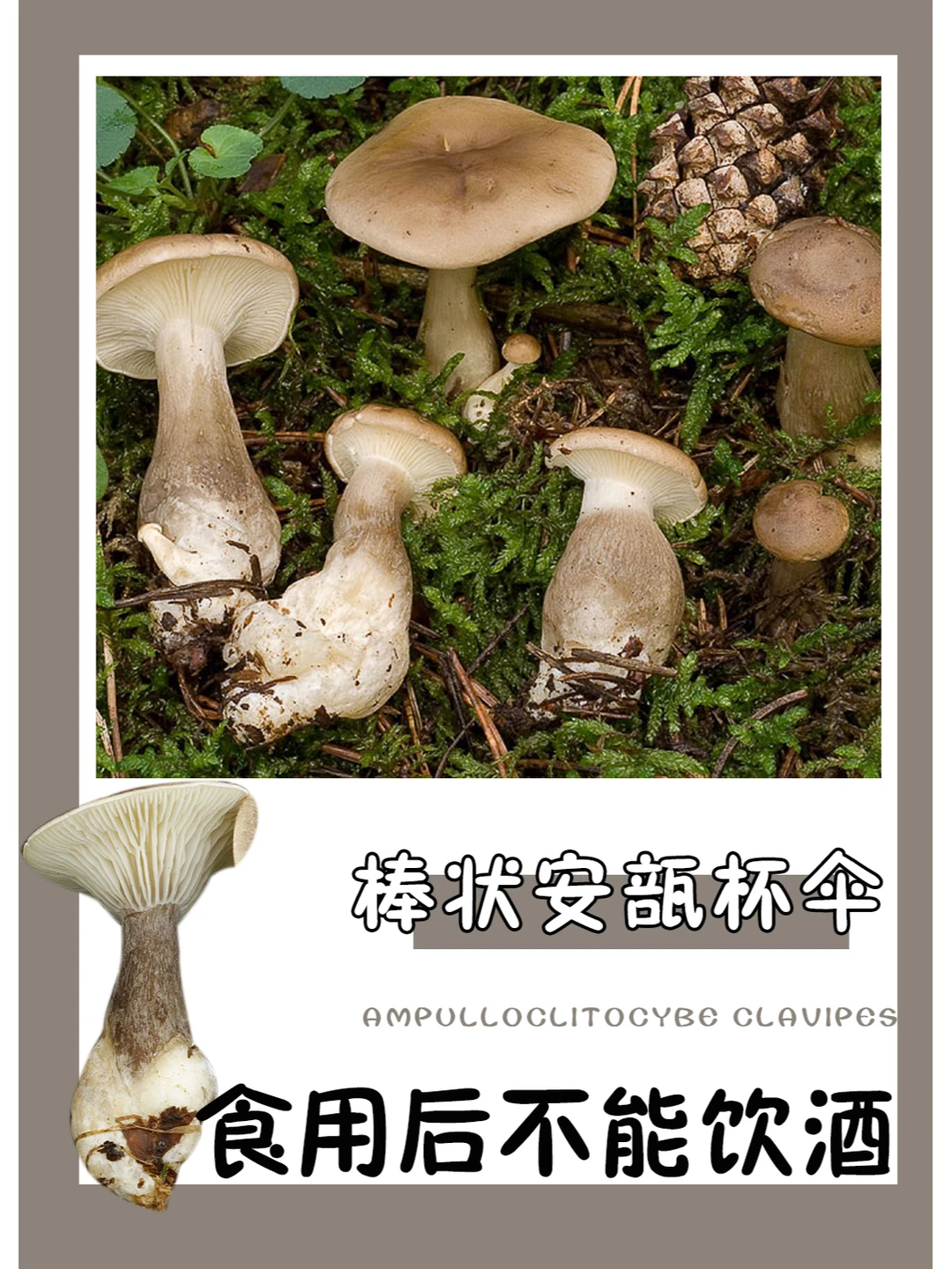 棒状安部杯伞，食用后饮酒会中毒