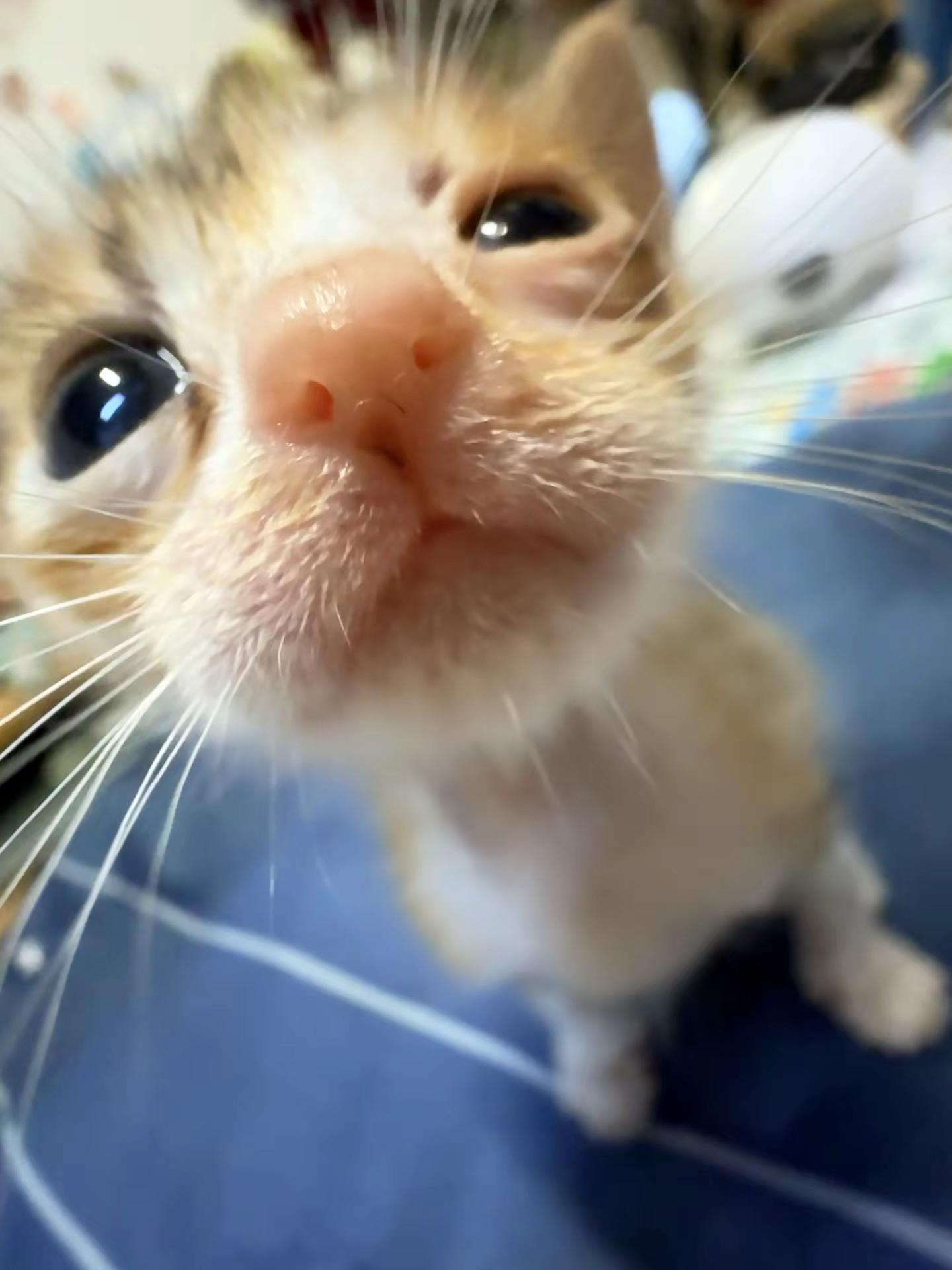 接受小猫的不完美 O_o 小奶猫 治愈系小猫咪 小喵正脸照 鸡米花的成长日记