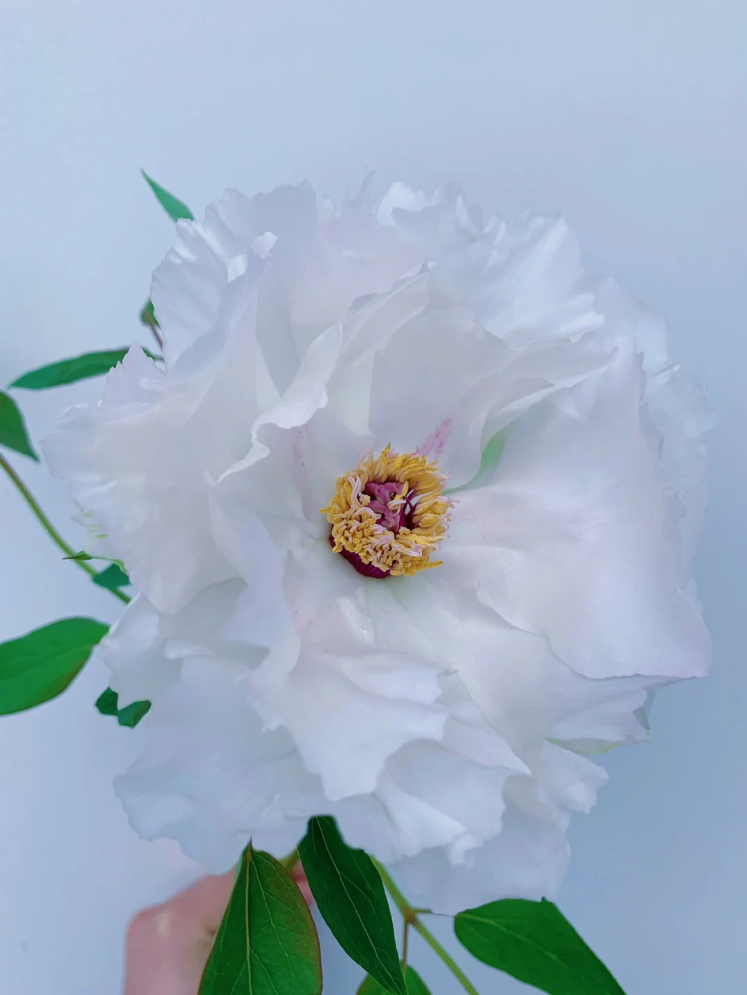 带你每天认识一种鲜花19｜油牡丹