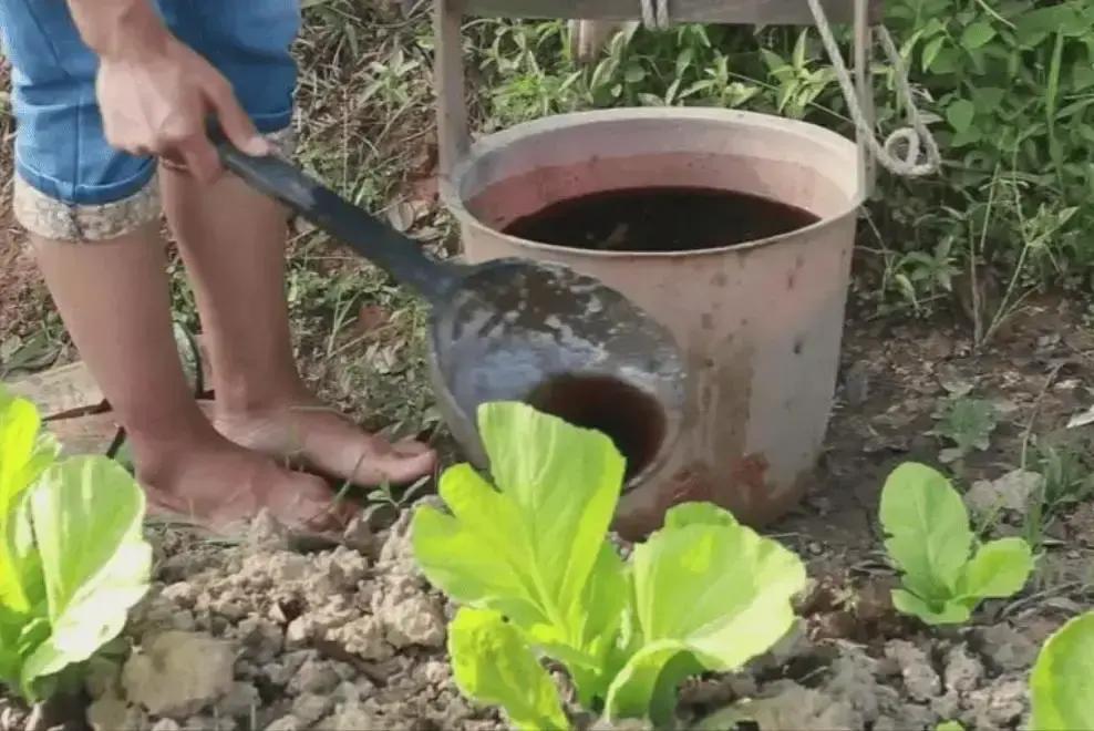 “粪水浇菜”是污染食物的源头？中科院院士曾毅认为，农村人用粪水直接浇菜，完全是千百年来流传下的误区，长期食用这种蔬菜，很可能会诱发疾病！
 
李茂山放下手机，屏幕上的字还亮着。他坐在自家院子的矮凳上，脚边放着半桶刚兑好的粪水，气味已经淡了，是沤了三个多月的老肥。他皱了皱眉，没说话。
 
儿子李斌从屋