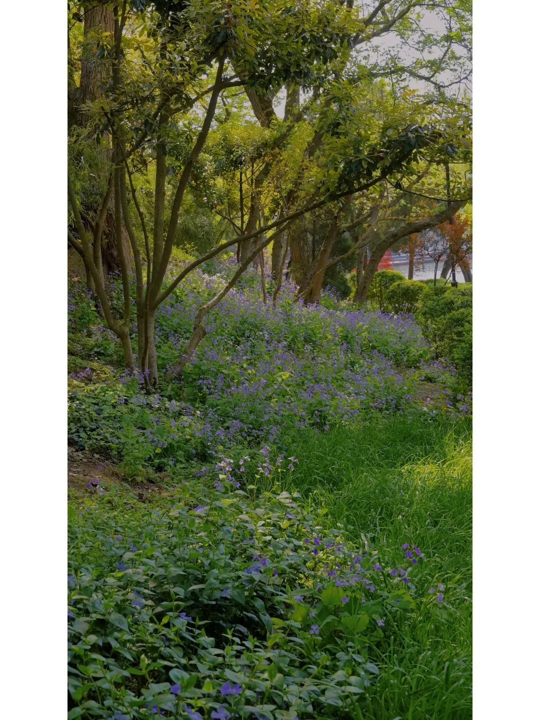 苏州春日游园 | 闯入童话里的绿野仙踪🍃