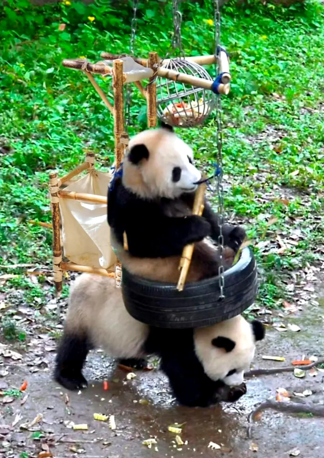 猫猫我呀！也是准备进京赶考了