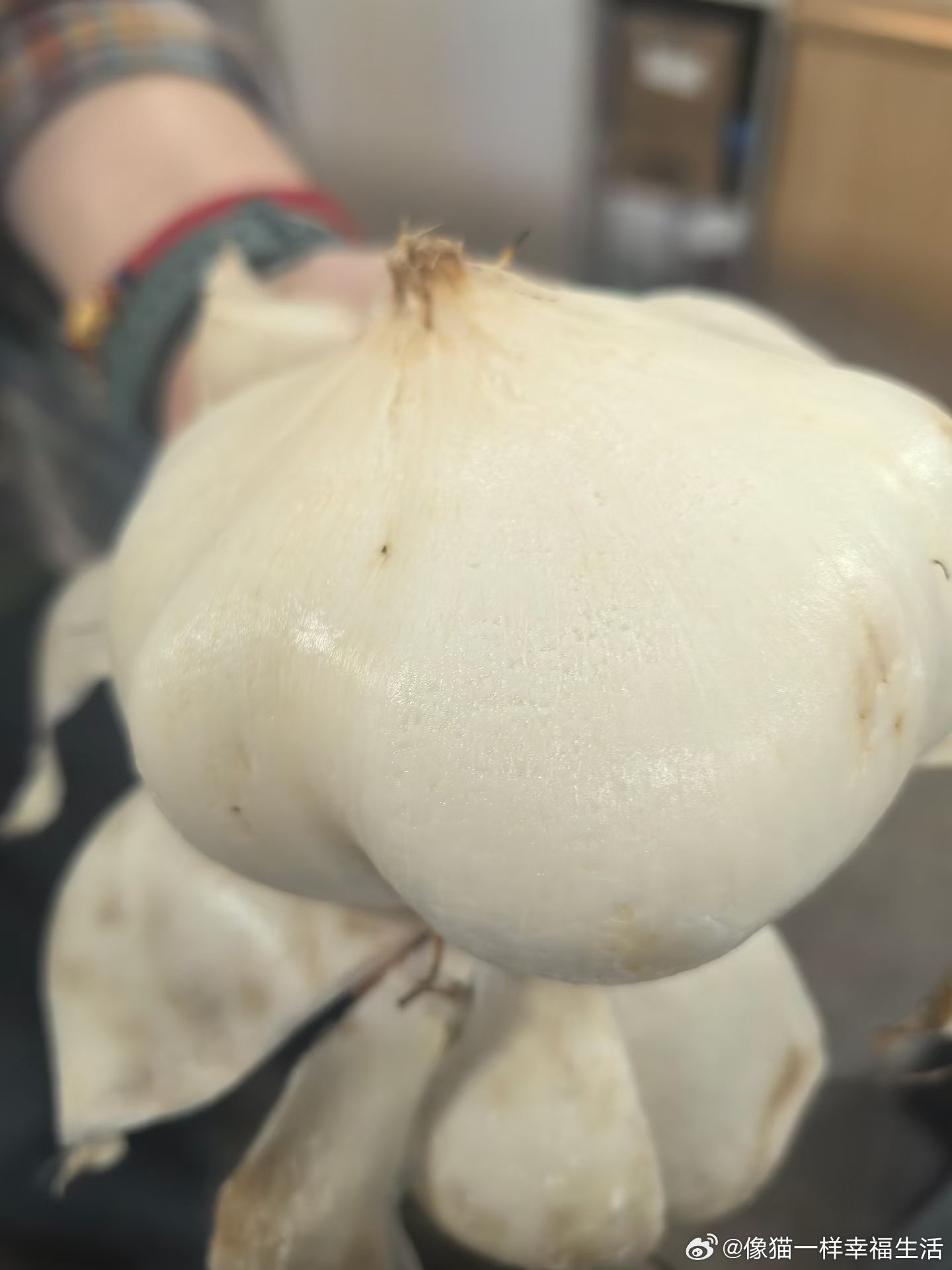 长假后第一个工作日，大家带来了好吃的，有我带的金刚酥、小卉的闻喜煮饼、然然的软糖，特别是我带的凉薯（地瓜），基本上都没有见过，扒开皮白白嫩嫩，切成小块给她们尝尝，有人觉得还可以，说像雪莲果、像生花生、像梨的；还有完全接受不了的，觉得土腥味太重。
我们小时候经常抱着啃，而且还特别喜 ​