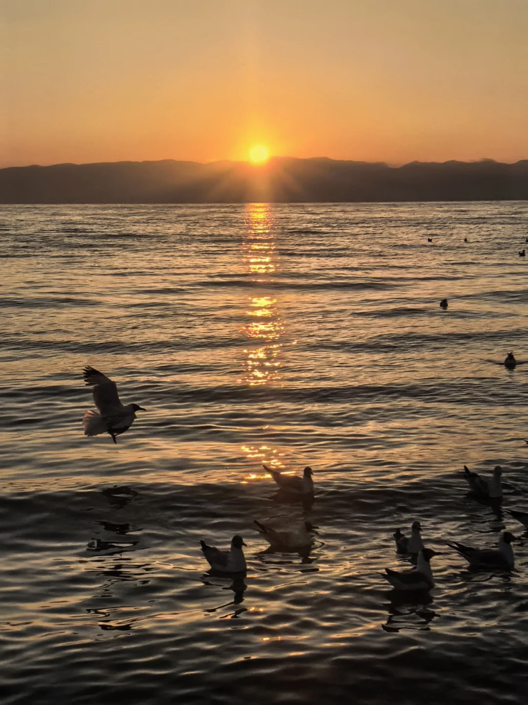 青海湖的日出🌅值得反复拿出来