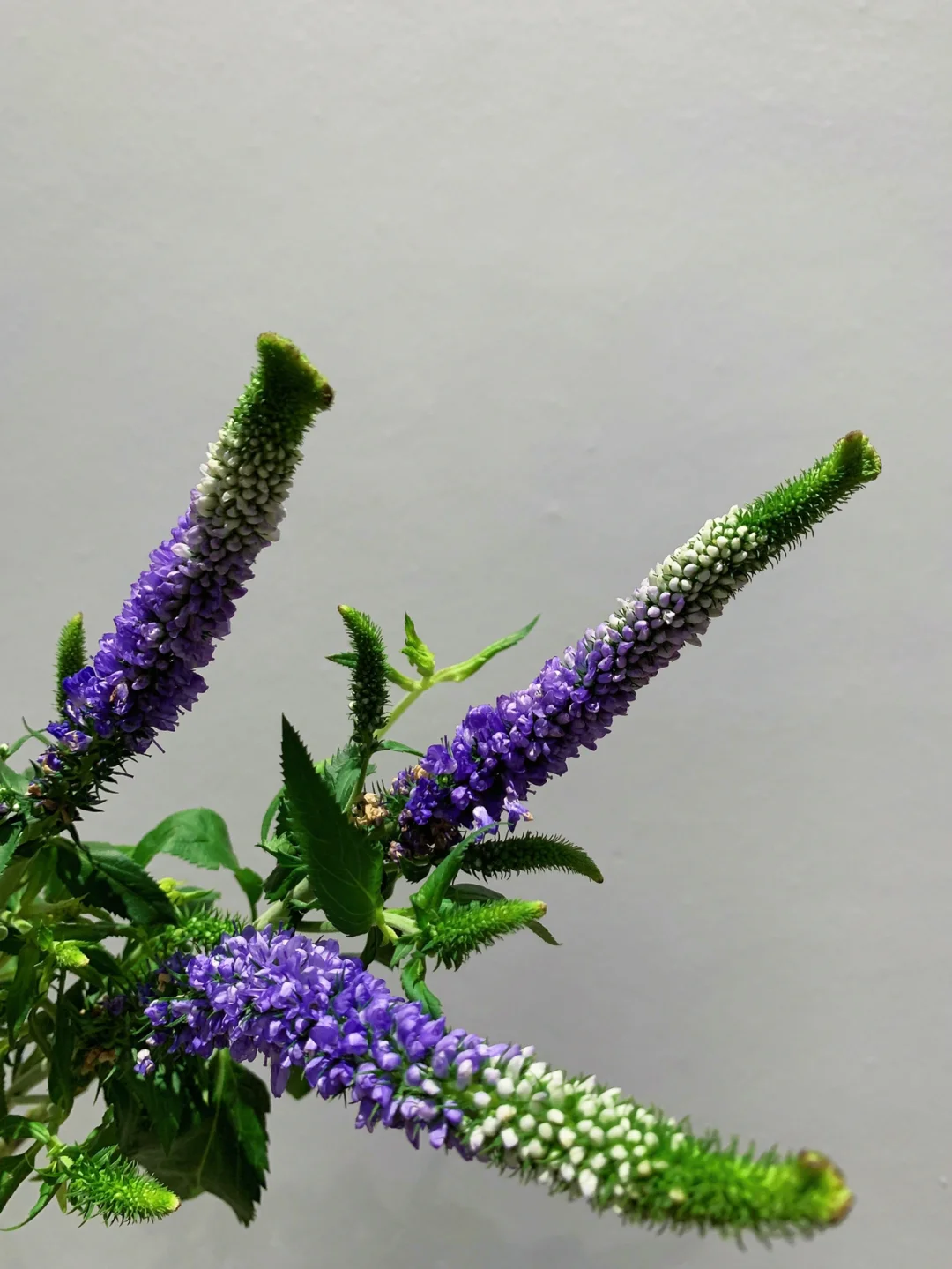 带你每天认识一种花材81｜鼠尾草