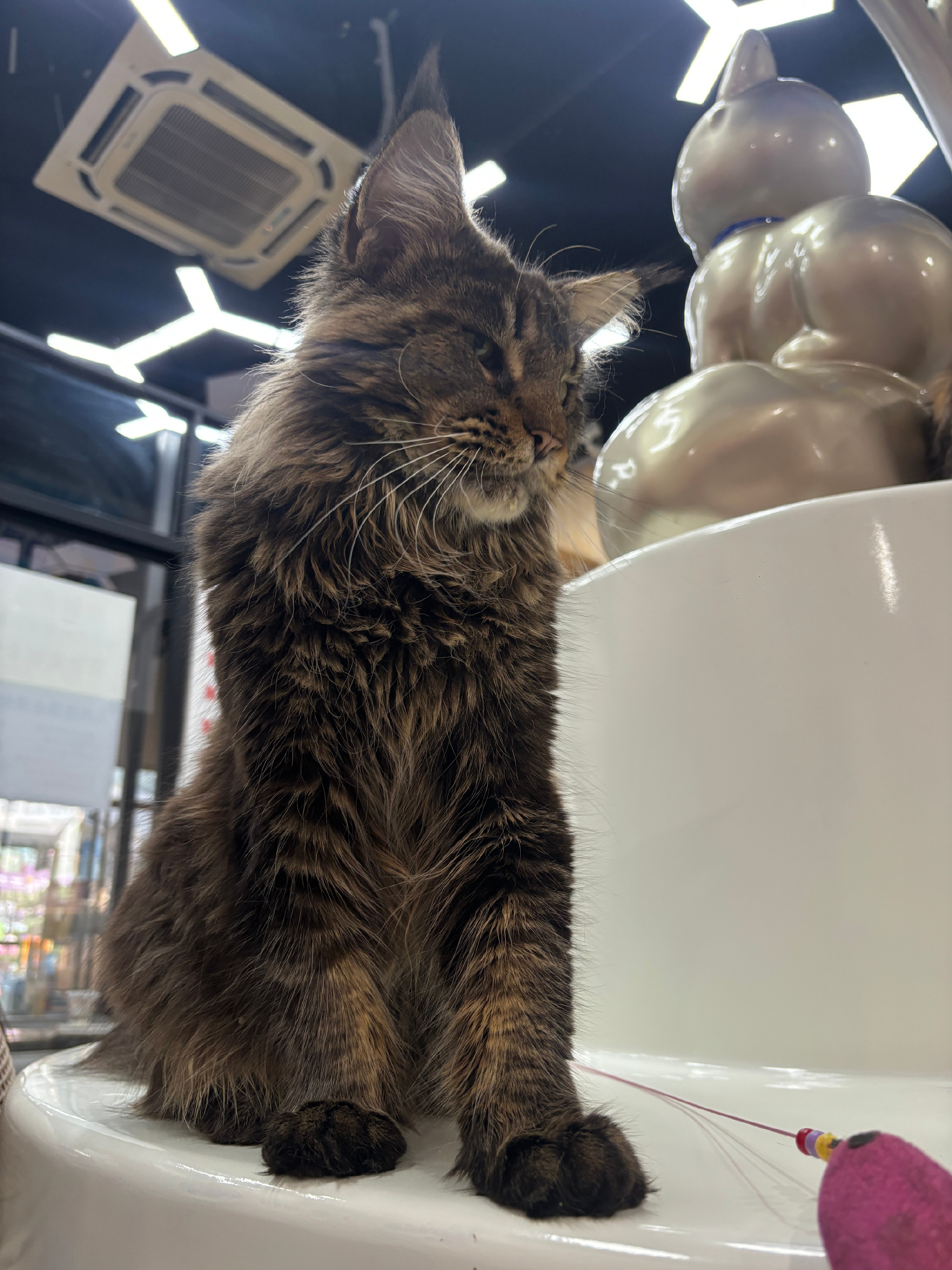 不上班的五月在干嘛常去的猫咖来了一只新猫咪管不住嘴就迈开腿这个月爱上榴...