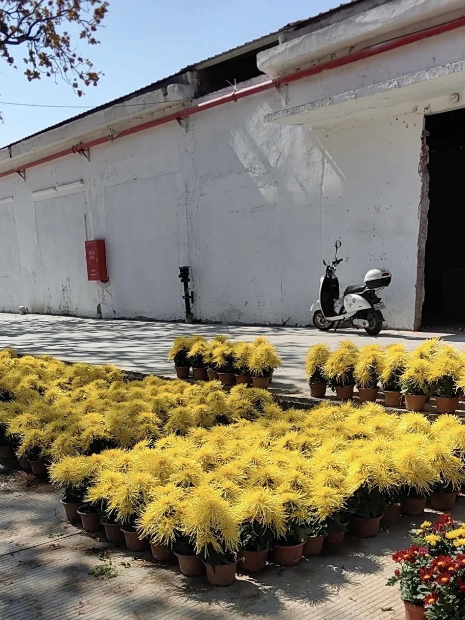 不懂就问：广东人过年真的不忌讳菊花吗？
