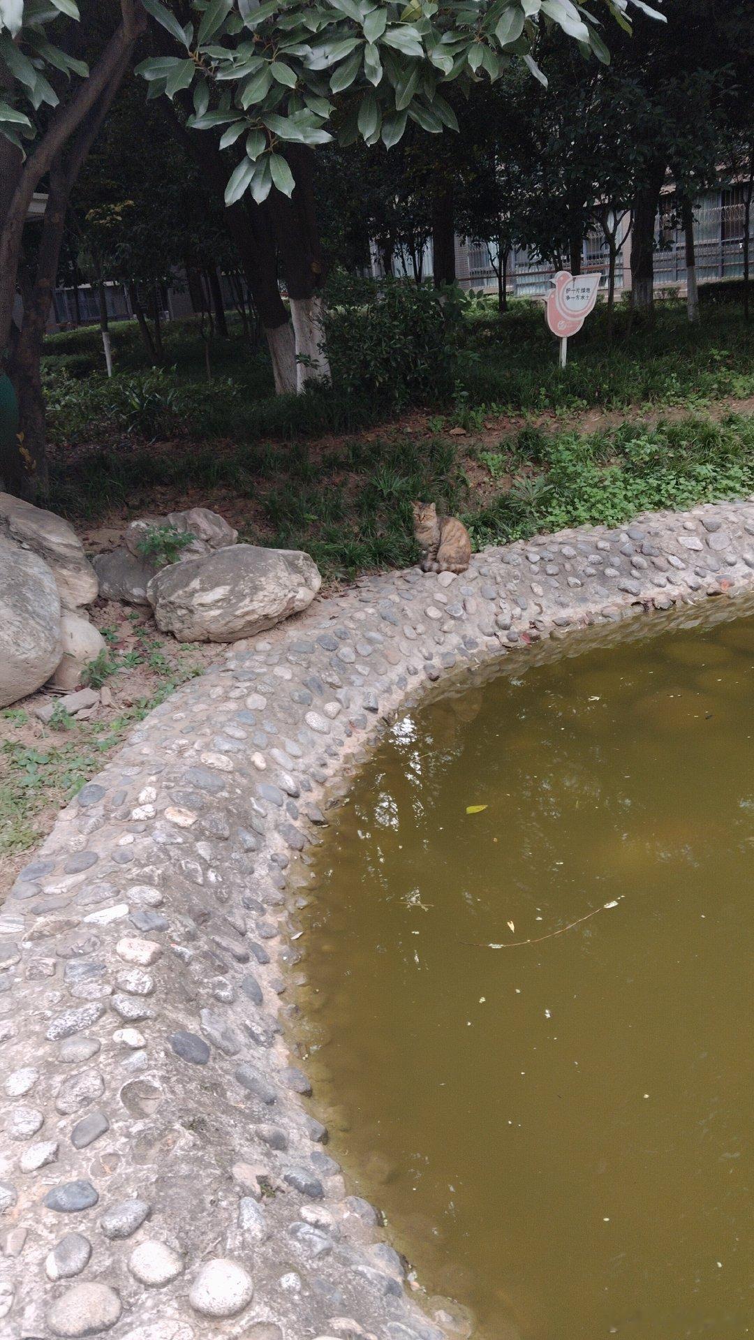 vivo你要给猫赔钱
把人家拍恁丑[怒骂] ​