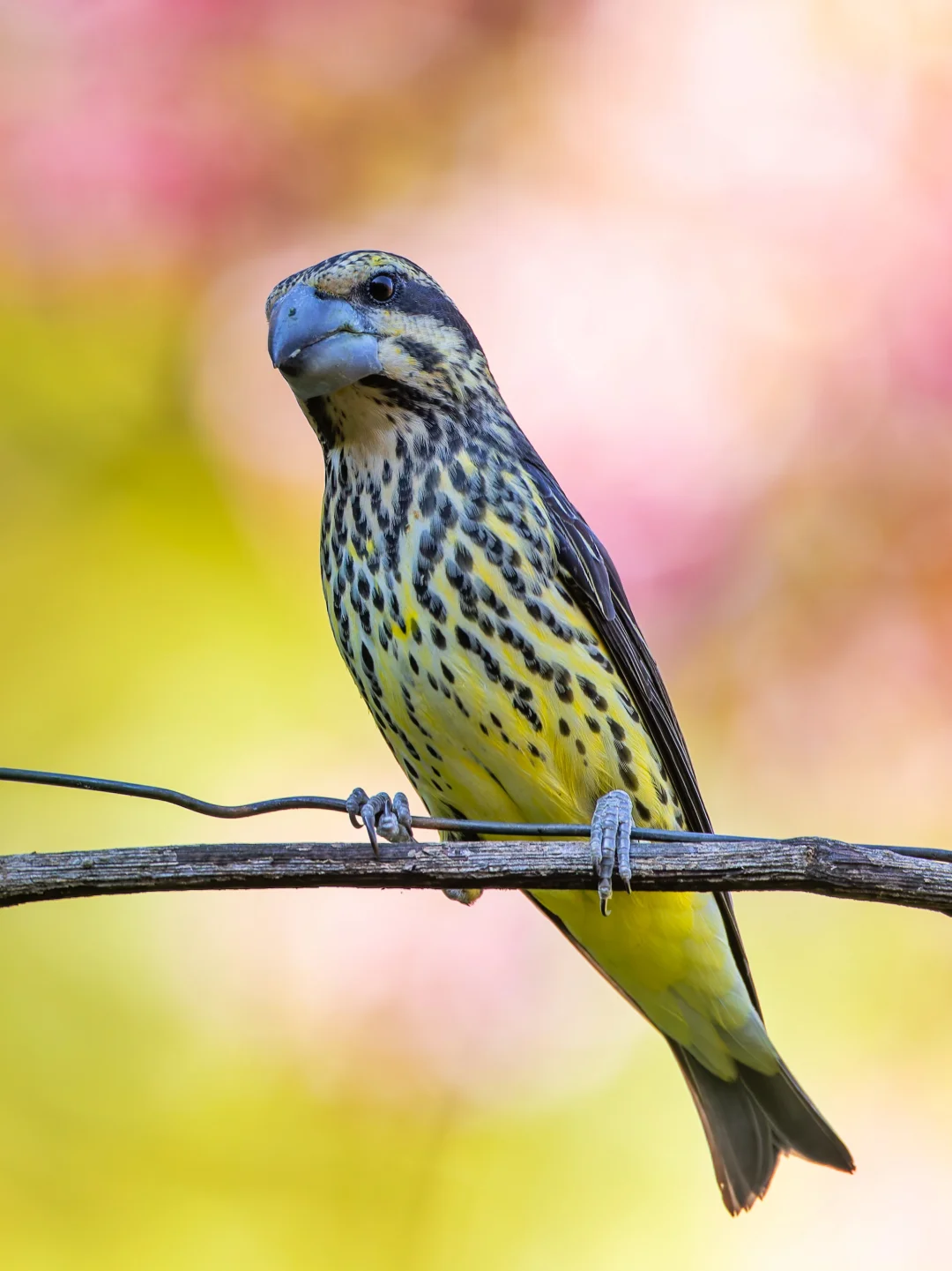 樱花下的白点翅拟蜡嘴雀