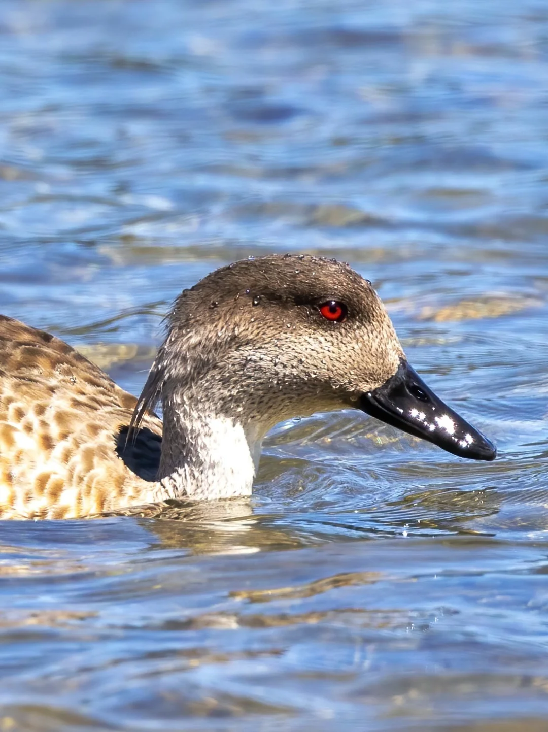 冠鸭 戴着小帽子