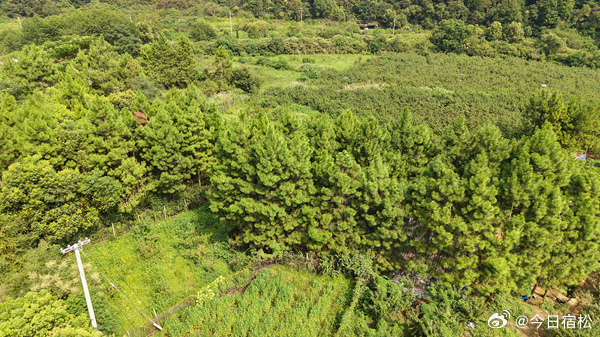 #乡村振兴#【甜蜜来袭！趾凤乡120亩黄桃熟啦🍑】漫山果香藏不住，饱满黄桃挂满枝！趾凤乡的桃园迎来丰收季，果农采摘忙，游客笑开颜～家门口的“甜蜜产业”不仅带动村民就业，还玩转线上线下双线销售，采摘+直播带货齐上阵，让优质山货走出大山！这个夏天，来山野间体验采摘乐趣，尝一口汁多肉厚的生 ​