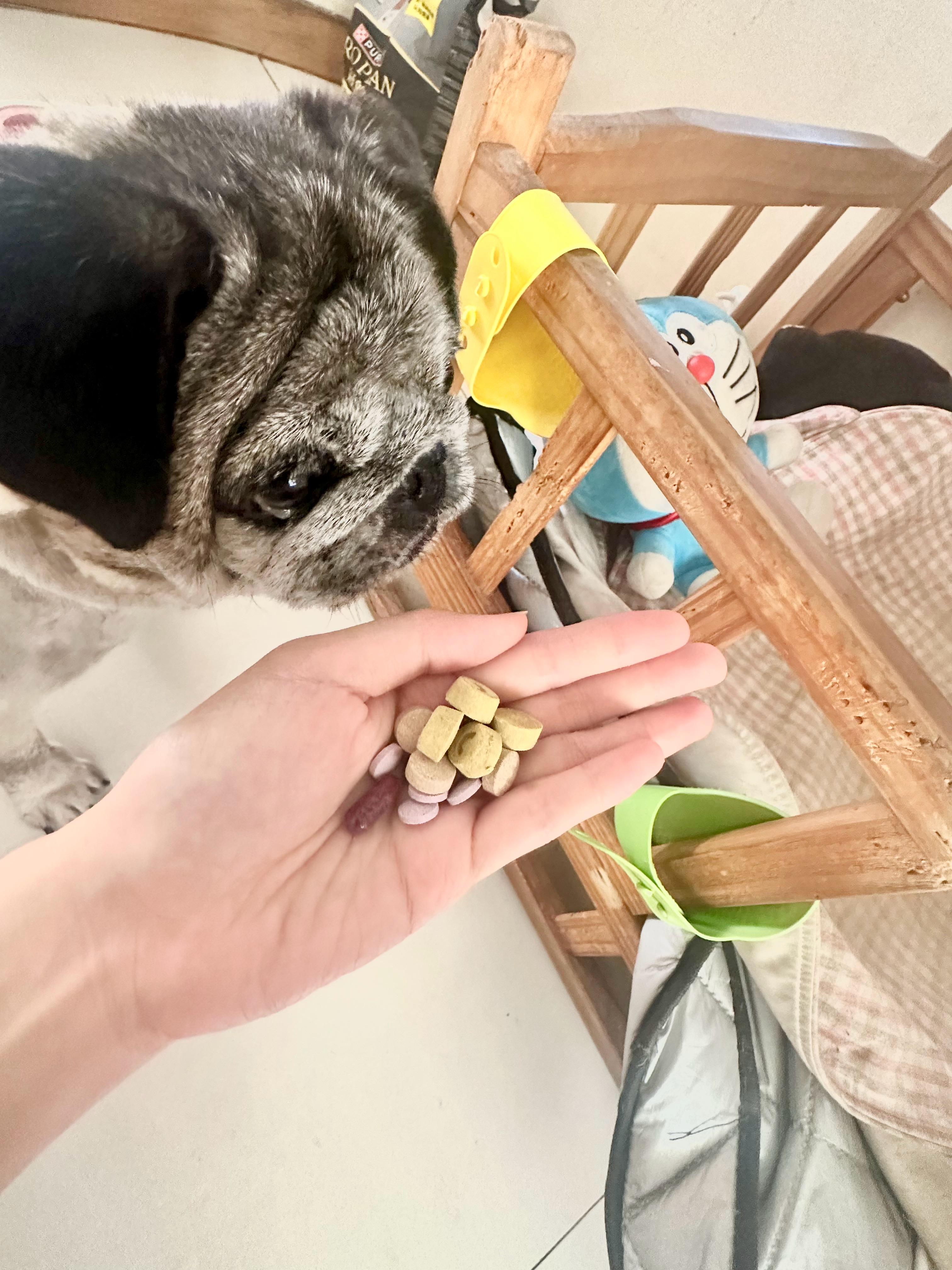 真是不分物种 老了做啥都心酸 这是辛巴一天的小药片​​​