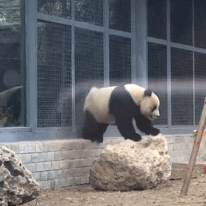 表情包